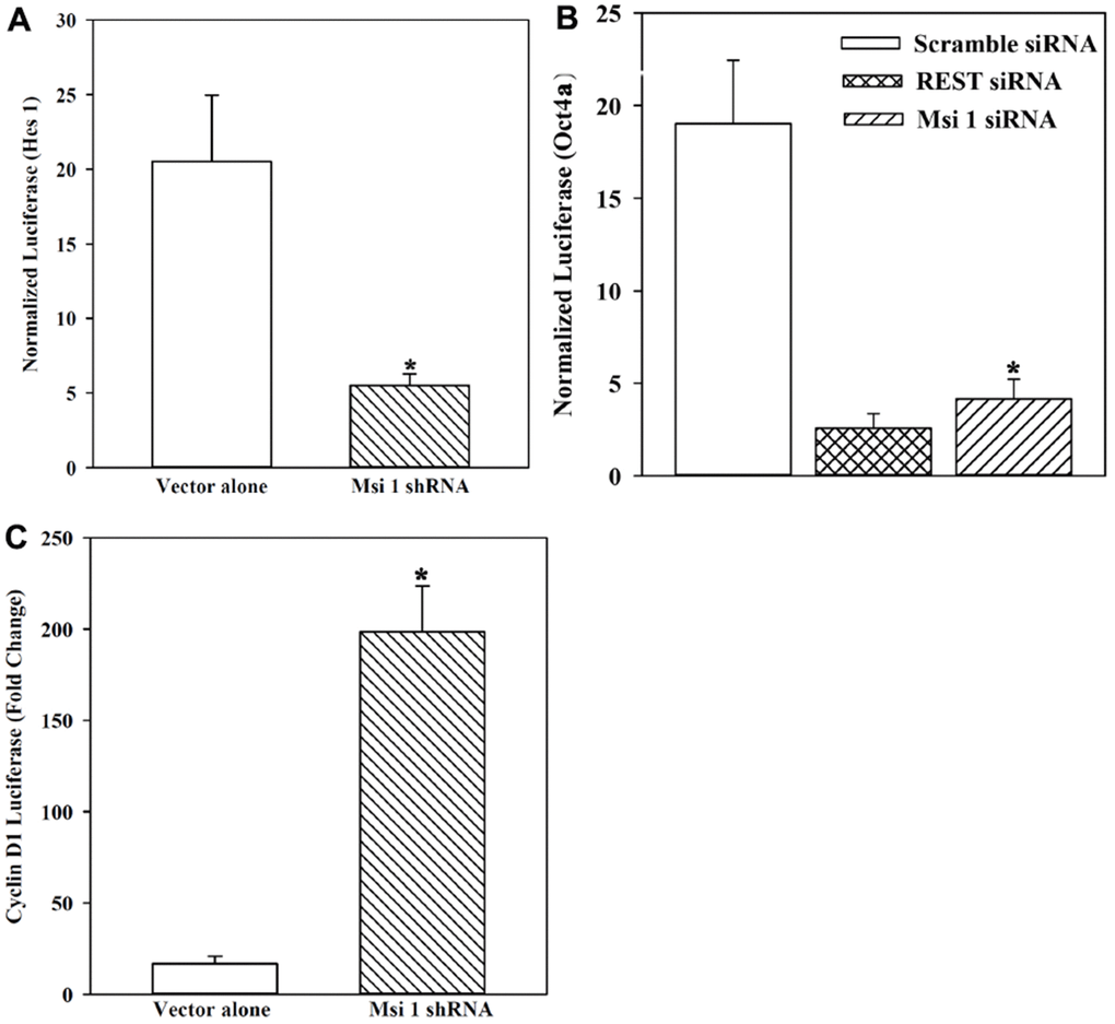 Reporter gene activity under the control of the 5’ regulatory region of Hes 1, Oct4a and Cyclin D1 in Msi 1 knockdown BCCs. (A) BCCs, knockdown for Msi 1 or transfected with vector were studied for reporter gene in which luciferase was downstream of the Hes 1 5’ regulatory region. Normalized luciferase levels are expressed as fold changes over pGL3 transfectants. The data are presented as the mean±SD of four independent experiments, each in duplicate. * pB) The studies in `B’ are repeated except for the reporter gene containing Oct4a 5’ regulatory region. REST siRNA served as a positive control. The data are presented as for `A’. Each experiment was performed in duplicate. * pC) The studies in `B’ are repeated except for analyses for cyclin D1 activity and the data for three independent experiments with each performed in duplicate, presented as for `A’. * p