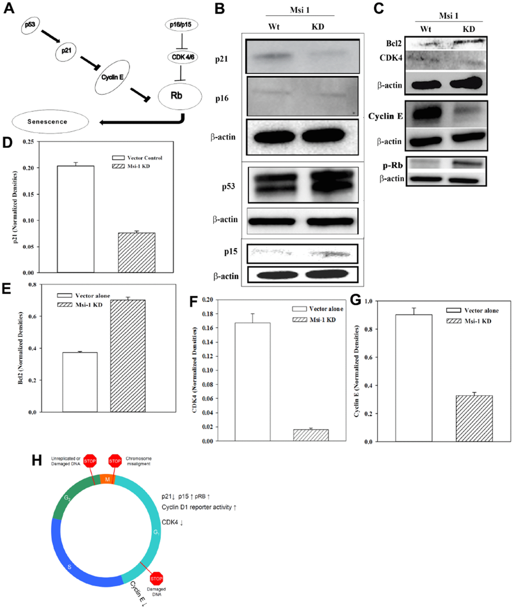 Cell cycle-associated gene levels in Msi 1 knockdown BCCs. (A) Shown is the pathway tested by Western blots. (B) Western blots were performed with whole cell extracts for p21, p16 in the same blot and separate blots for p15 and p53. (C) Western blots were performed for Bcl2 and CDK4 in the same blot and separate blots for Cyclin E and p-Rb. Each membrane was stripped and reprobed for β-actin. The blots represent the mean±SD of three independent experiments. (D–G) Normalized bands are shown for key proteins in the Western blots, ±SD, n=3. (H) A summary of the cycling protein levels relative to the cycling phase.