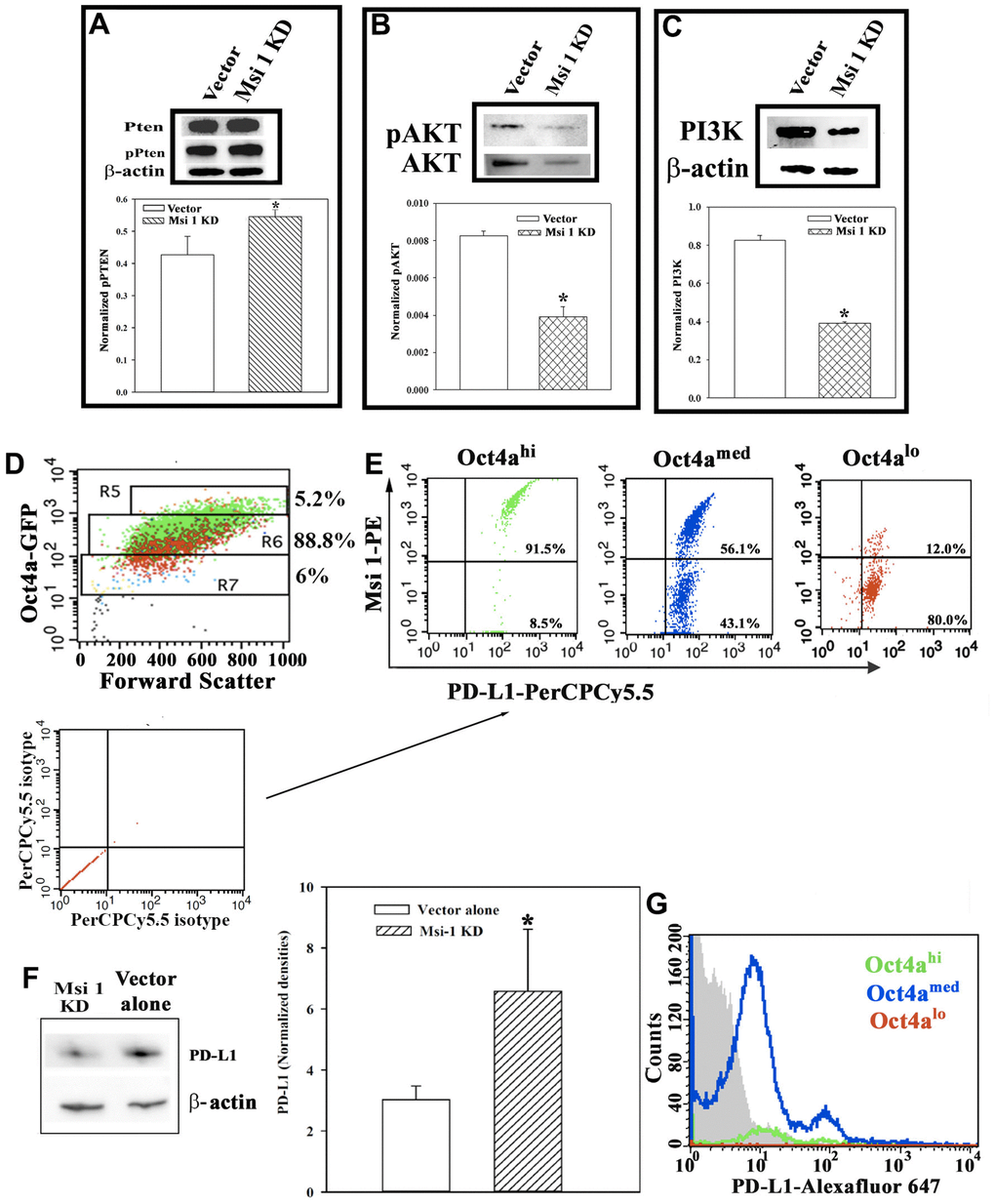 PTEN-PI3K-AKT axis and PD-L1 expression in BCC subsets. Western blots for PTEN and pPTEN (A), pAKT and AKT (B) and PI3K (C). Representative bands for the Western blots are shown with the mean±SD of normalized band densities for five biological replicates. (D) Gating strategy for BCC subsets were used for PD-L1 by flow cytometry. R5 represents Oct4hi; R6, Oct4amed; R7, Oct4alo. The voltage was consistently applied to isolate the various BCC subsets. (E) The dot blots represent three different independent experiments to assess the expression of Msi-1 and/or PD-L1 in BCCs shown in `D’. The isotype for these studies are shown below with arrows pointing to the experimental plots. (F) Western blot for PD-L1 with extracts from Msi-1 KD BCCs or vector control. The mean normalized band densities for three independent Western blots are shown at right (±SD). (G) Flow cytometry was conducted for PD-L1 with Msi 1 knockdown BCCs. The cells were gated as depicted in `D’. The grey region depicts fluorescence of isotype control. The histogram represents three independent studies with the percentages of each subset stated in the quadrants. * p