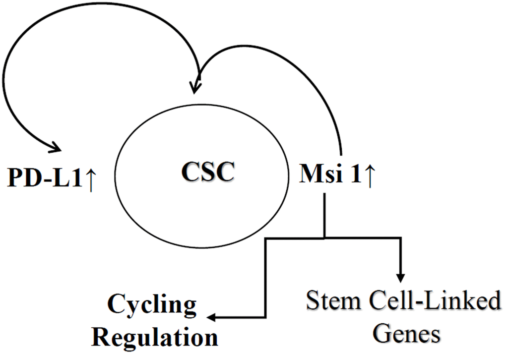 Key summary of findings. Shown is increased expression of PD-L1 and Msi 1 in CSCs. Msi 1 supports CSC partly by regulating stem cell associated genes and also modulate PD-L1 expression. The sum of these regulatory mechanism leads to immune protection of CSCs and cycling regulation.