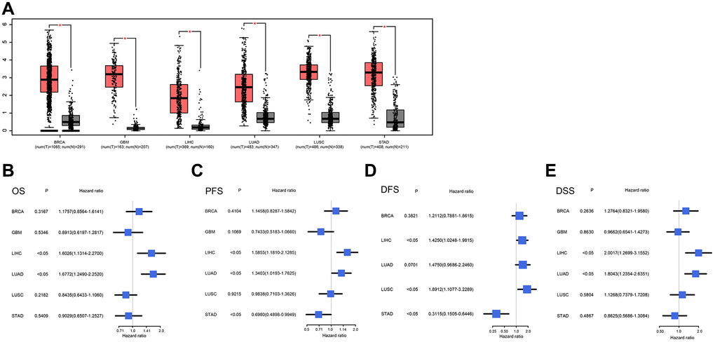 (A) Expression levels of NCAPG in cancer tissues and normal tissues in GEPIA2. From left to right are gastric cancer (STAD), lung cancer (LUAD), liver cancer (LIHC), glioma (GBM) and breast cancer (BRCA). The red box represents the expression level of NCAPG in cancer tissues; the gray box represents the expression level of NCAPG in normal tissues, the screening criteria were log2FC|>1 and P B) OS of BRCA, GBM, LIHC, LUAD, LUSC and STAD, (C) PFS of BRCA, GBM, LIHC, LUAD, LUSC and STAD, (D) DFS of BRCA, LIHC, LUAD, LUSC and STAD, (E) BRCA, GBM, LIHC, LUAD, LUSC and STAD's DSS.