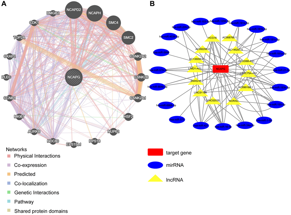 Network analysis between NCAPG and target genes (A) PPI network for KIF23 was constructed in Gene MANIA, Different colors of the network edge indicate the bioinformatics methods applied: physical interaction, co-expression, predicted, co-localization, pathway, genetic interaction and shared protein domains. Abbreviation: PPI: protein–protein interaction. (B) The relationship between NCAPG and non-coding RNA, the red square represents the target gene NCAPG, the blue oval represents miRNA, and the yellow triangle represents lncRNA.
