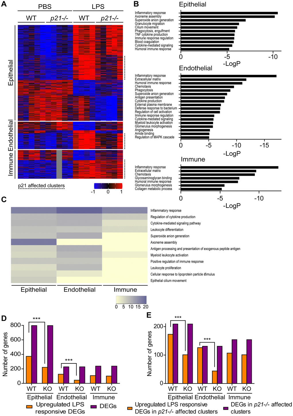 Epithelial and endothelial cell populations mediate p21-dependent inflammatory responses following chronic LPS inhalation. WT and p21-/- mice were exposed to either PBS or aerosolized LPS (0.5 mg/ml), 3 times a week for 10 weeks. At 48 hours following the last LPS exposure, whole lungs were dissected and dissociated into single cell suspensions and analyzed by flow cytometry and sorting for subsequent RNA sequencing. Data was analyzed as follows: (A) Hierarchical clustering heatmap of differentially expressed genes (DEGs) in epithelial, endothelial and immune cells populations in the mice lungs. One sample of the immune cells population, in the PBS p21-/- mice group, was excluded from the analysis. (B) Functional analysis of the DEGs in epithelial, endothelial and immune cells populations in the mice lungs. Abbreviations: antigen processing and presentation - antigen presentation, cytokine-mediated signaling pathway - cytokine-mediated signaling, external side of plasma membrane - external plasma membrane, glomerulus vasculature morphogenesis - glomerulus vasculature morphogenesis, positive regulation of immune response - immune response regulation, positive regulation of MAPK cascade - regulation of MAPK cascade, regulation of cytokine production - cytokine production, regulation of tumor necrosis factor superfamily cytokine production - TNF cytokine production. (C) Heatmap based on functional analysis of the upregulated DEGs in epithelial, endothelial and immune cells populations in the mice lungs. (D) Number of upregulated LPS responsive DEGs in epithelial, endothelial and immune cells populations in the mice lungs. (E) Number of upregulated LPS responsive DEGs in p21-/- affected clusters in epithelial, endothelial and immune cells populations in the mice lungs. Data information: Data were analyzed using Chi-squared test. ***PA–E), n=4-5 independent repeats.