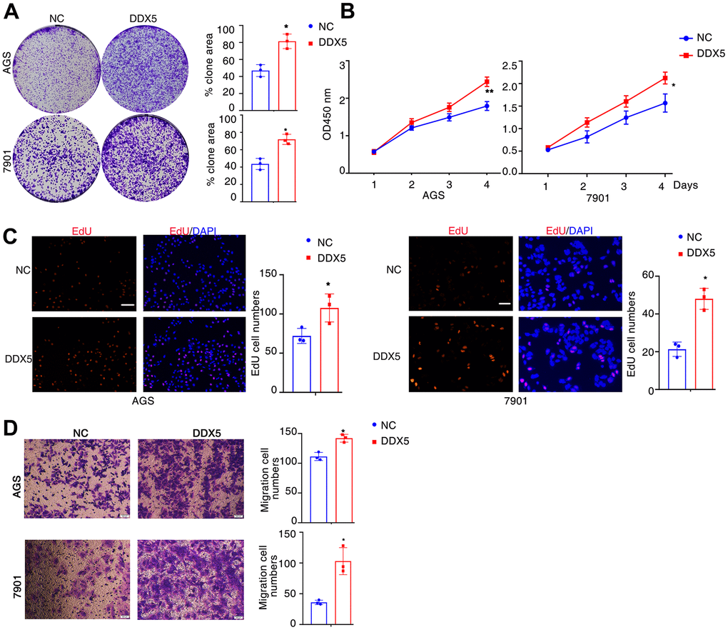 DDX5 promotes cancer cell growth and migration. (A) Colony formation of AGS and 7901 cells two weeks after transfection with the indicated vector. (B) CCK-8 assay of proliferation in AGS and 7901 cells following a time course of transfection with NC or DDX5. (C) EdU assay was conducted to test the effect of DDX5 expression on the proliferation of AGS and 7901 cells. Scale bar 100μm. (D) Transwell assay was conducted to test the effect of DDX5 expression on the migration of AGS and 7901 cells. Number of cells were counted and shown in the column graph on the right of the corresponding pictures. Data are mean ± SD of three independent experiments. * P 