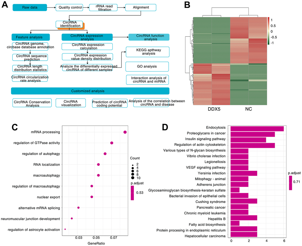 A large number of circRNAs are induced by DDX5. (A) Workflow for sequencing and analysis of DDX5-treated specimens. (B) Heatmap of differentially expressed circRNAs between NC and DDX5-overexpression AGS cells identified by circRNA-seq. (C) GO enrichment analysis was used to analyze the biological functions of the DDX5-regulated differentially expressed circRNAs. (D) KEGG pathway was used to analyze the pathways related to the DDX5-regulated differentially expressed circRNAs.