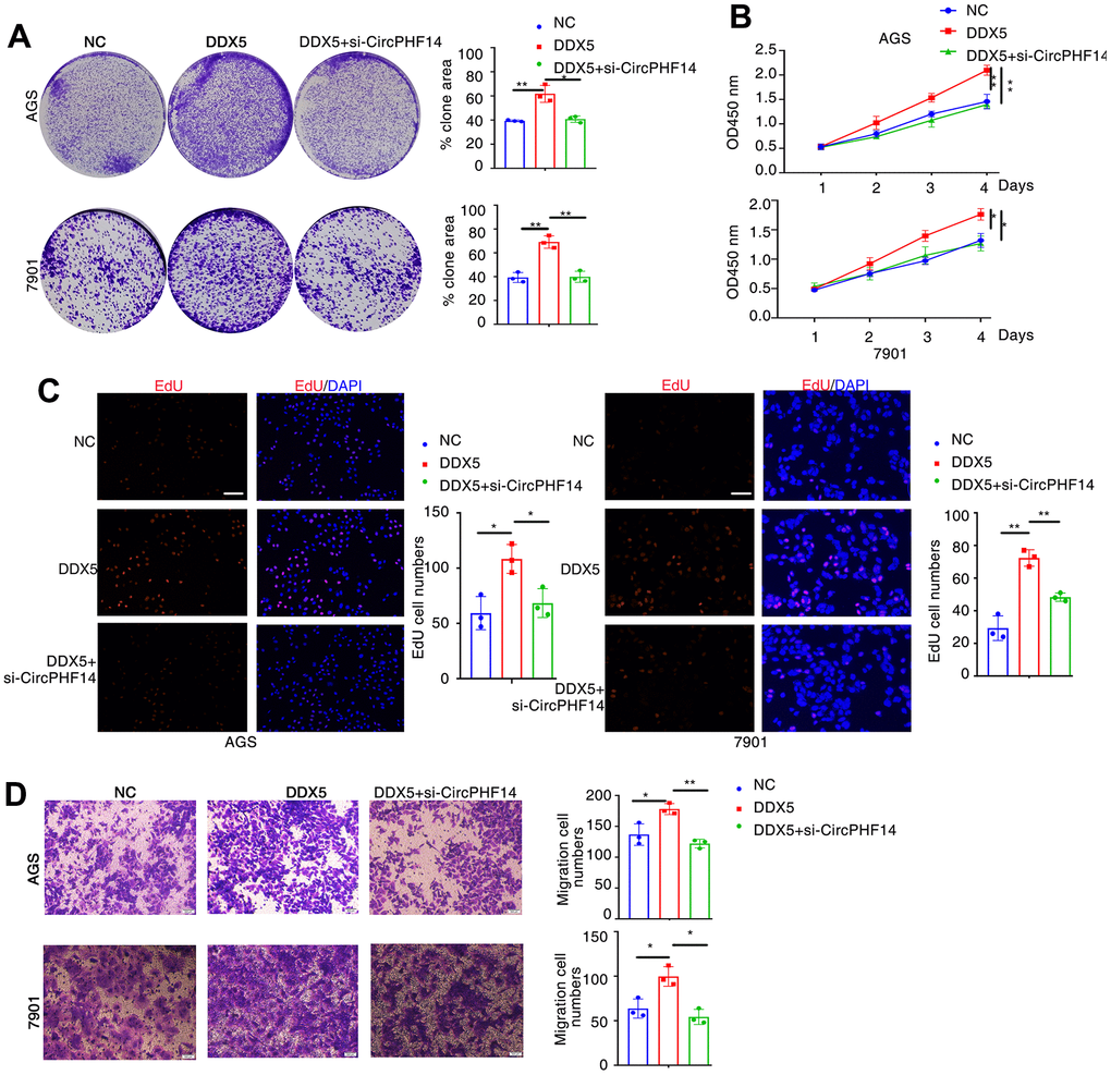 DDX5 promotes gastric cancer cells growth and migration by regulating circPHF14. (A) AGS or 7901 cells transfected with control siRNA or siRNA specifically targeting circPHF14 (si-circPHF14) in the presence DDX5 were subjected to colony formation assay. (B) CCK-8 assay of proliferation in AGS and 7901 cells following a time course of transfection with NC or DDX5 or DDX5 and si-circPHF14. (C) EdU assay was conducted to test the effect of DDX5 and circPHF14 on the proliferation of AGS and 7901 cells. Scale bar 100μm. (D) A migration rescue experiment verified the effect of DDX5 and circPHF14 on the migration ability of AGS and 7901 cells. Data are mean ± SD of three independent experiments. * P 