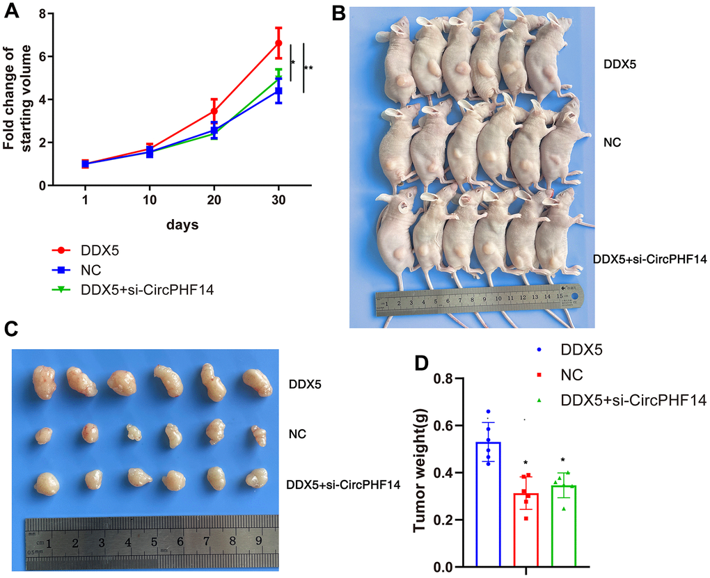 DDX5 promote gastric cancer cells progression in vivo via circPHF14. (A) Tumor growth curves of AGS xenografts in nude mice. Group 1, 2, 3 mice were injected with DDX5, NC, DDX5 and si-circPHF14 cells, respectively. (B–D) Xenograft tumors collected on day 30 post subcutaneous implantation.