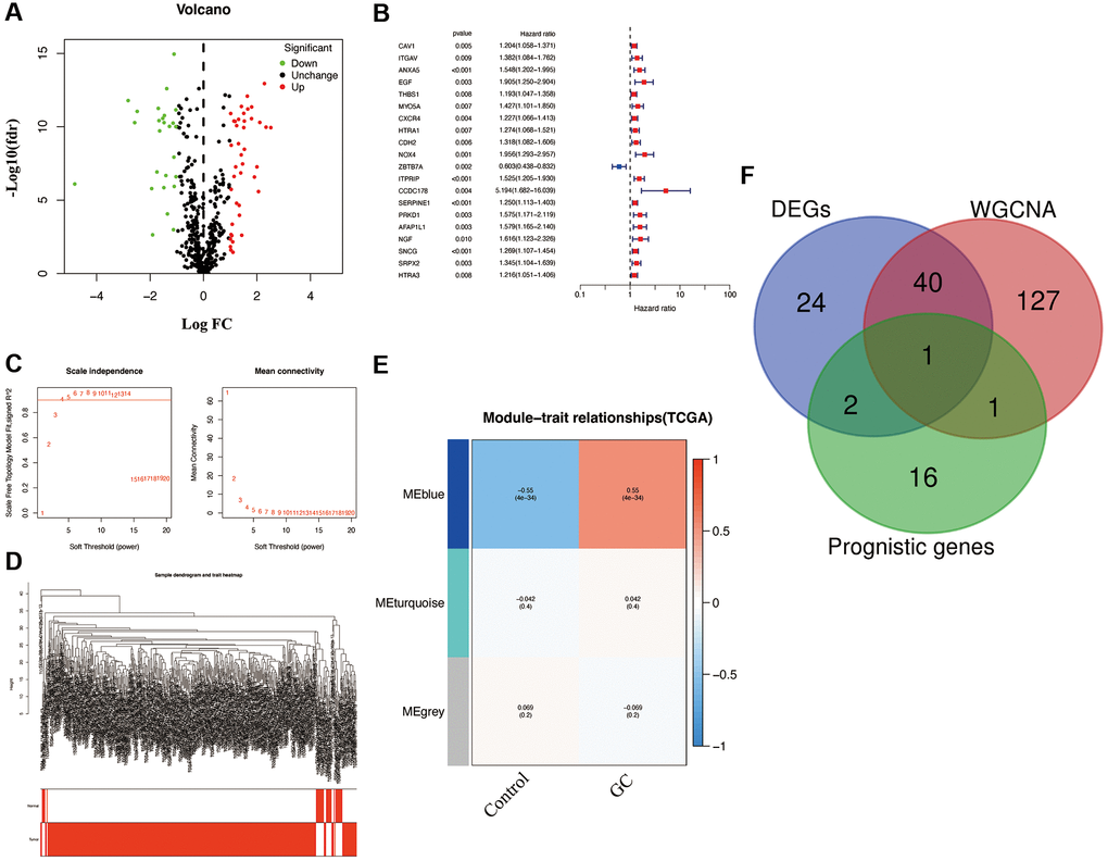 Characterization of candidate AGs in GC. (A) Volcano plot of differentially expressed AGs with FDR  1. (B) Univariate Cox regression analysis showed prognostic AGs with p C) Soft-thresholding powers scale-free fit index. (D) Clustering dendrogram of GC samples. (E) Heatmap showing the correlation between clinical traits and gene module. Each module was assigned with different colors. The correlation coefficient decreased in size from red to blue. (F) The Venn diagram of genes among DEGs, prognostic genes, and WGCNA lists.