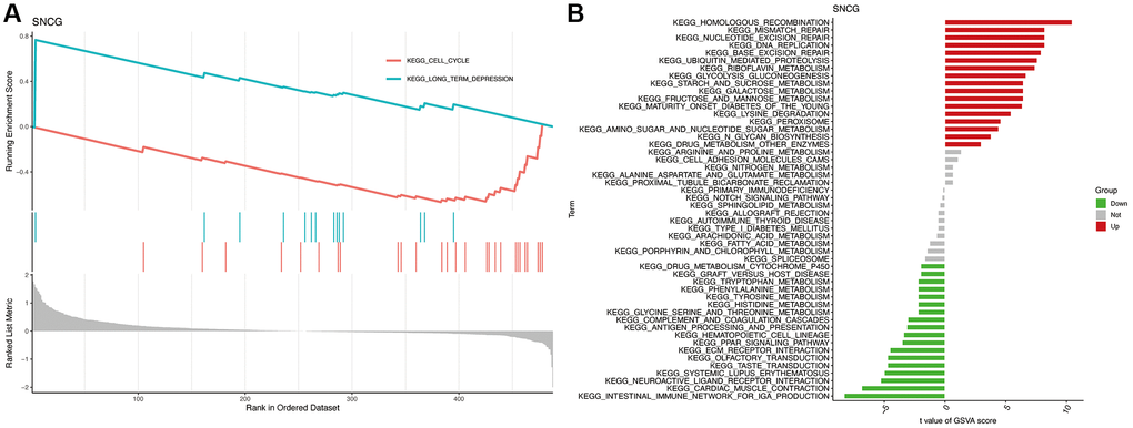 Functional enrichment analysis of SNCG. (A) GSEA analysis of SNCG. (B) GSVA analysis of SNCG.