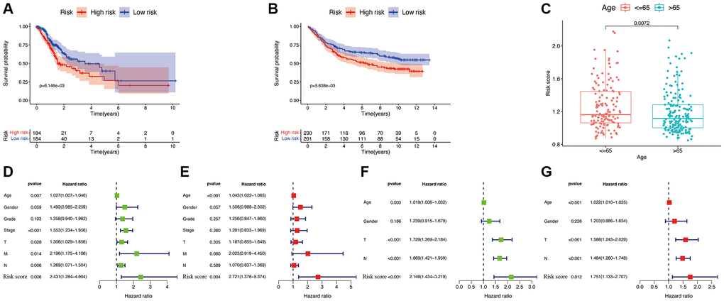 Efficacy of the constructed model. Survival curve of the TCGA cohort (A) and GSE84437 cohorts (B). (C) Correlations between the risk score and age. Univariate (D) and multivariate (E) Cox regressions of clinicopathological features in TCGA cohort. Univariate (F) and multivariate (G) Cox regressions of clinicopathological features in GSE84437 cohort.