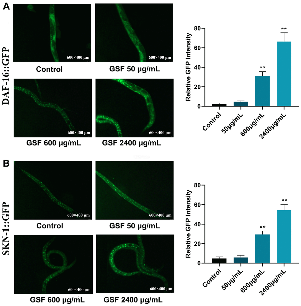 (A) Fluorescence images of DAF-16 nuclear localization and the quantification of DAF-16 nuclear localization. (B) Fluorescence images of SKN-1 nuclear localization and the quantification of SKN-1 nuclear localization. *P