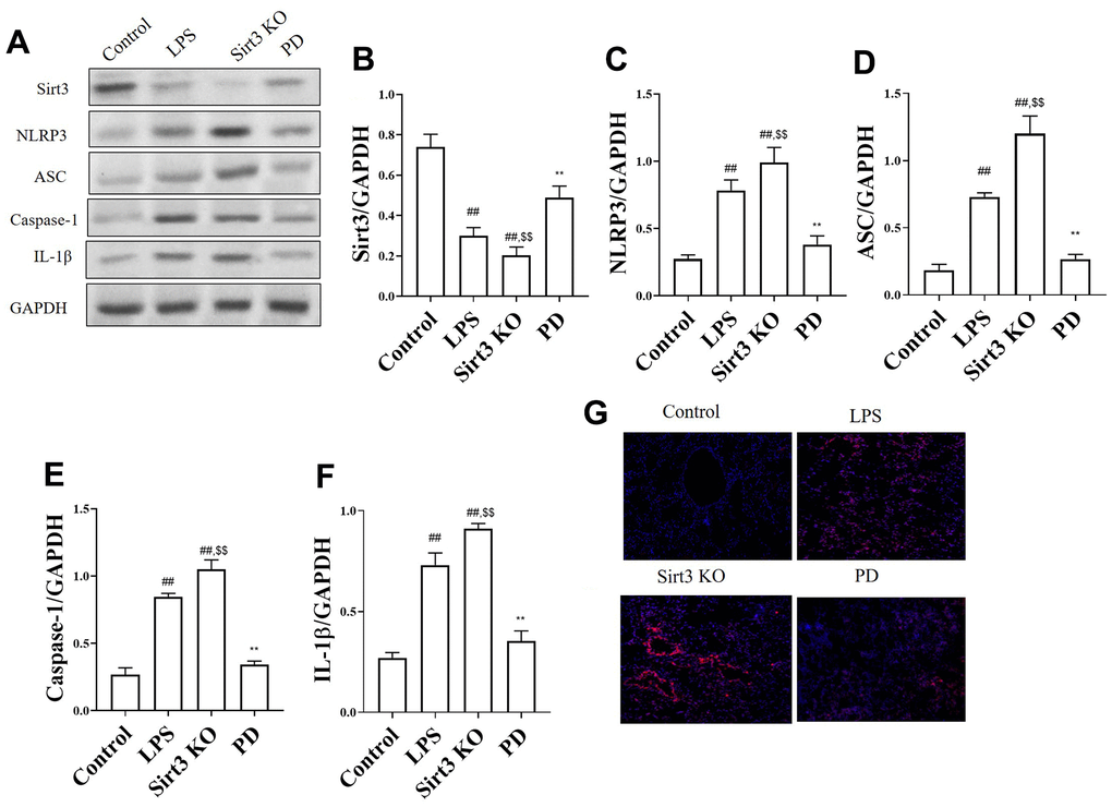 The effects of PD on NOX4/ROS/NLRP3 pathway in sepsis mice. (A–F) The levels of NLRP3, ASC, Caspase-1 and IL-1β; (G) Immunofluorescence of NLRP3 in lung (n=3). Original magnification: 200, scale bar: 20 μm. All the data was presented as mean ± SD. Compared with control group: #P##P*P**P