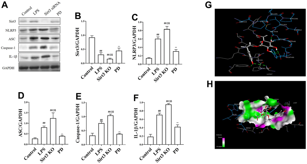 The effects of PD on Sirt3/NLRP3 pathway in LPS-induced MLE-12 cells and molecules docking results of PD and Sirt3. (A–F) The levels of NLRP3, ASC, Caspase-1 and IL-1β; (G, H) molecules docking results of PD and Sirt3. All the data was presented as mean ± SD. Compared with control group: #P##P*P**P