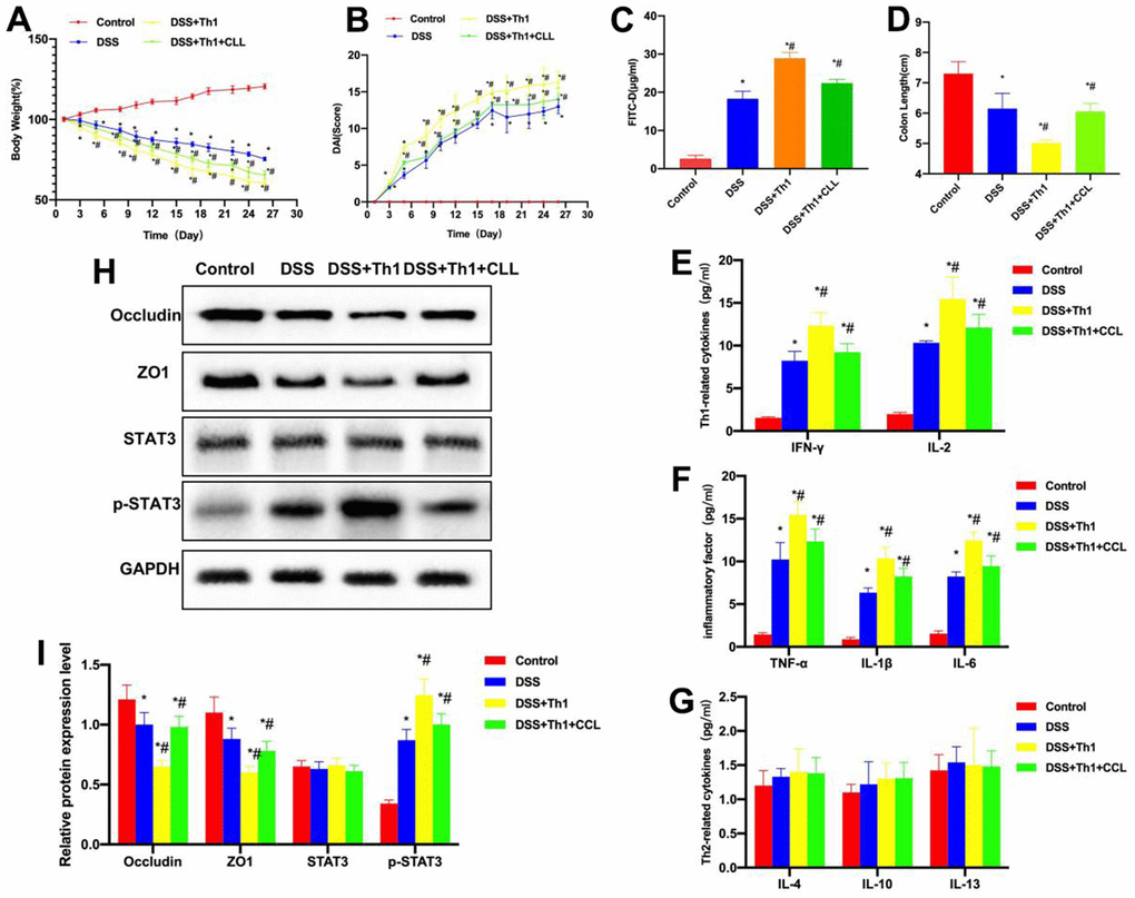 Macrophage scavenging alleviates the Th1-induced chronic colitis in mice. (A) Dynamic detection of mouse body weight (n=10). After CCL was used to scavenge macrophages, it resisted the effect of Th1 cells. According to mouse body weight detection, the reduction of body weight in DSS+Th1+CCL group was markedly alleviated relative to DSS+Th1 group, and the difference was significant. *P#PB) Mouse DAI score (n=10). The DAI scores of DSS+Th1+CCL group markedly decreased relative to DSS+Th1 group. *P#PC) FITC-D (n=10). In the detection of mouse intestinal mucosal permeability, the FITC-D level of DSS+Th1+CCL group markedly decreased relative to DSS+Th1 group, and the permeability decreased. *P#PD) Mouse intestinal length (n=10). The intestinal length of DSS+Th1+CCL group was extended compared with DSS+Th1 group. *P#PE, F) Detection of Th1 cell markers and inflammation cytokines (n=10). The levels of IL-2 and IFN-γ as well as inflammation cytokines TNF-α, IL-1β and IL-6 were changed, and the cytokine levels in DSS+Th1+CCL group were evidently reduced relative to DSS+Th1 group, and the difference was of statistical significance. *P#PG) Th2 cells-related factors (n=10). There was no significant difference in the IL-4, IL-10 and IL-13 levels. (H, I) Protein detection results (n=5). CCL improved the TJP levels, the levels of ZO1 and Occludin proteins in DSS+Th1+CCL group were markedly higher than those in DSS+Th1 group, while the level of p-STAT3 decreased. *P#P