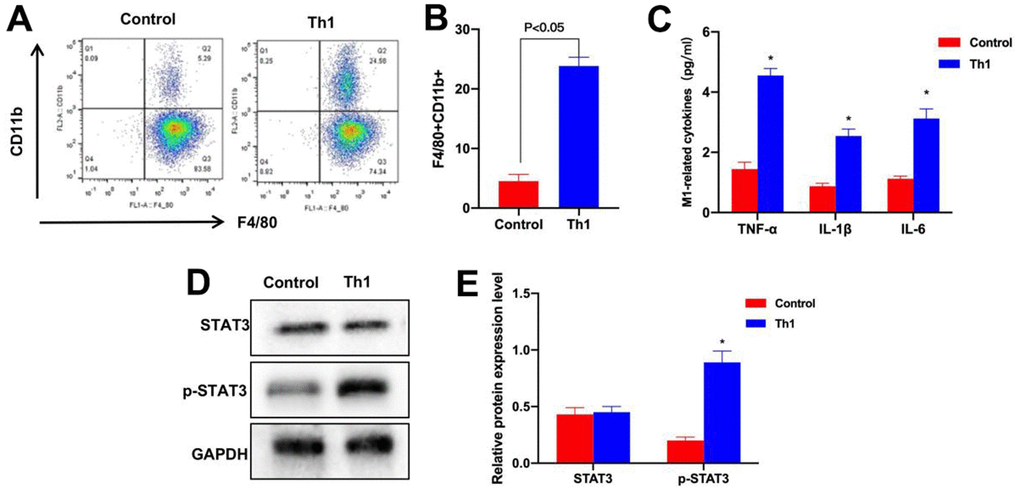 Th1 cells promoted M1 polarization of intestinal macrophages. (A, B) FCM (n=3). The proportion of F4/80+CD11b+ cells in Th1 cells evidently increased, and the difference was significant compared with Control group, *PC) ELISA (n=3). The levels of TNF-α, IL-6 and IL-1β markedly increased, and the differences were significant compared with Control group, *PD, E) Protein detection results (n=3). The p-STAT3 level in Th1 cells was markedly up-regulated, and the difference was significant compared with Control group, *P