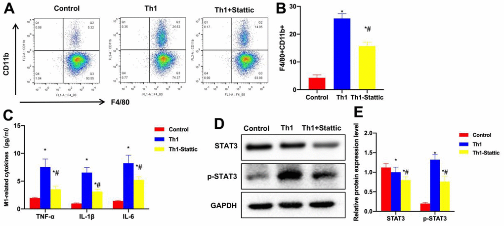 Suppressing STAT3 signaling antagonizes the effect of Th1 cells. (A, B) FCM (n=3). Stattic treatment antagonized Th1 cells, the proportion of M1 cells significantly decreased, and that of Th1+Stattic group was remarkably lower than that of Th1 group. *P#PC) ELISA (n=3). The levels of M1 cell markers TNF-α, IL-6 and IL-1β significantly decreased in Th1+Stattic group, lower than those of Th1 group. *P#PD, E) Protein detection (n=3). The expression levels of STAT3 and p-STAT3 in Th1+Stattic group significantly decreased. *P#P
