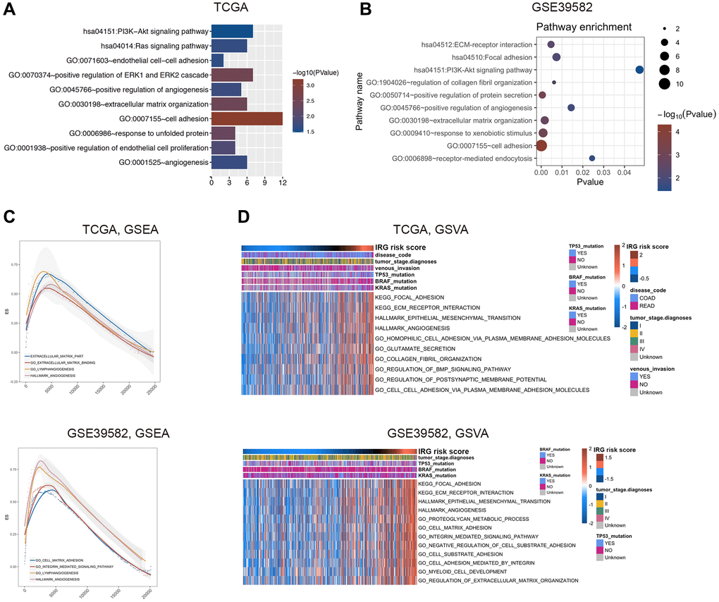 Functional exploration of the IRG risk score in CRC. (A, B) Gene Ontology (GO) and KEGG pathway analysis with IRG risk score-correlated genes in the TCGA (A) and GSE39582 (B) datasets. (C, D) Relative biological functions of these genes in the TCGA and GSE39582 datasets were verified by GSEA (C) and GSVA (D) analyses.