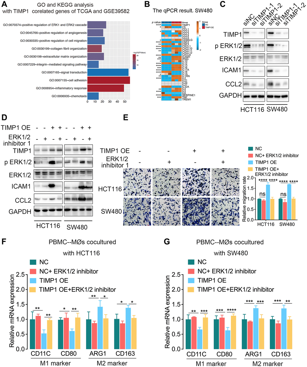TIMP1 promoted macrophage migration and M2-like polarization by activating the ERK1/2 pathway in CRC. (A) GO analysis and KEGG pathway analysis of overlapping TIMP1-correlated genes in the TCGA and GSE39582 datasets. (B) The PCR results of common cytokines were confirmed in SW480 cells with control and TIMP1 overexpression. (C) Western blot analyses of the indicated proteins in HCT116 and SW480 cells transfected with TIMP1 small interfering or control vector. (D) Western blot analyses of the indicated proteins in HCT116 and SW480 cells transfected with TIMP1 overexpression or control vector and treated with ERK1/2 inhibitor 1 (10 nM). (E) The migration ability of macrophages was confirmed with Transwell assays in the TIMP1 overexpression group treated with ERK1/2 inhibitor 1 (10 nM). (F, G) PCR results of detecting the polarization of macrophages under different cocultures with CRC cells treated with ERK1/2 inhibitor 1 (10 nM). (Data are presented as the means ± standard deviations; *indicates P **indicates P ***indicates P ****indicates P 