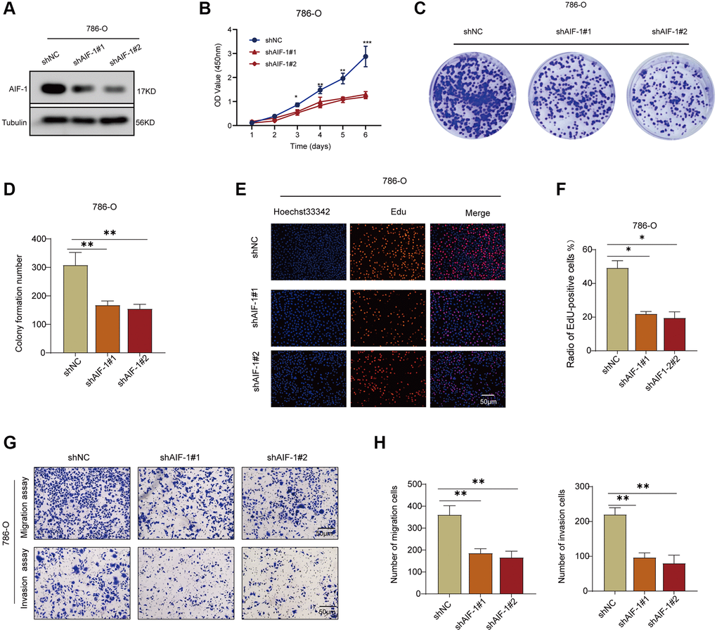 AIF-1 promotes RCC cell proliferation and invasion. (A) The protein expression levels of AIF-1 in 786-O cells after transfection with shAIF-1 or shNC. (B) CCK-8 assay showing proliferation of cells following knockdown of AIF-1. (C and D) Representative images and quantification of colony formation assays of 786-O cells transfected with shAIF-1. (E and F) Representative images and quantification of EdU assays of 786-O cells transfected with shAIF-1. Scale bar, 50 μm. (G and H) Transwell assays showed the suppressed migration and invasion ability of 786-O cells transfected with shAIF-1. (*P **P ***P 