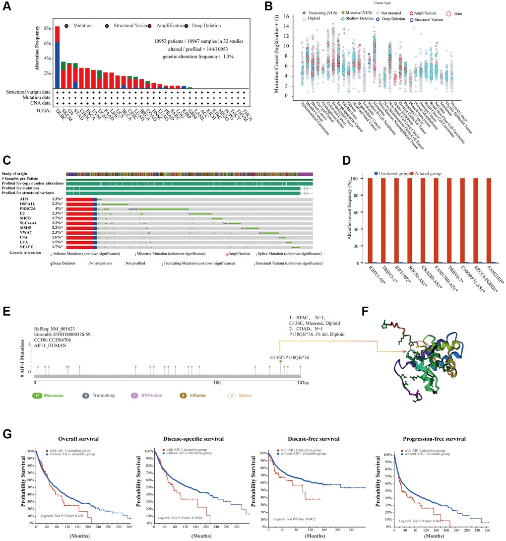 Mutation landscape of AIF-1 in pan-cancer. (A) The AIF-1 alteration frequency and mutation type in various cancers were displayed. (B) The entire mutation count of AIF-1 from the TCGA dataset is based on the cBioPortal tool. (C) Waterfall plot showing the cooccurrence pattern of AIF-1 alteration with genetic alterations of HSPA1L, PRRC2A, C2, MICB, SLC44A4, MSH5, VWA7, C4A, LTA, and NELFE. (D) Bar plot showing the frequencies of IGHV1-58, TRBV3-1, KRT19P2, SOCS2-AS1, CRADD-AS1, FAM170B-AS1, TRBV6-7, C10ORF71-AS1, ERCC6-PGBD3, and FAM21EP alteration cooccurrence with AIF-1 alteration. (E) Mutation sites are displayed in the AIF-1 structural domain. (F) The highest alteration frequency (G136C/P138Qfs*36) was displayed in the 3D structure of AIF-1 (labeled in yellow). (G) The potential correlation between AIF-1 mutation status and overall, disease-specific, disease-free, and progression-free survival. The original description lacked a comma between overall and disease specific survival.