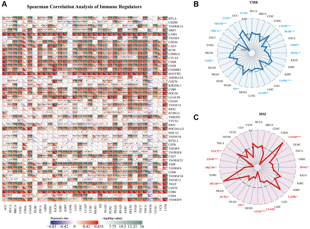 Relationships between AIF-1 and immune regulators, TMB, and MSI. (A) The Spearman correlation heatmap depicts the relationships between AIF-1 expression and the 47 different types of immune regulators in pan-cancer. Red color denotes a positive correlation, whereas blue color signifies a negative correlation. (B) Correlations between AIF-1 expression and tumor mutation burden (TMB) across cancers. (C) Correlations between AIF-1 expression and microsatellite instability (MSI) across cancers. (*P **P ***P 