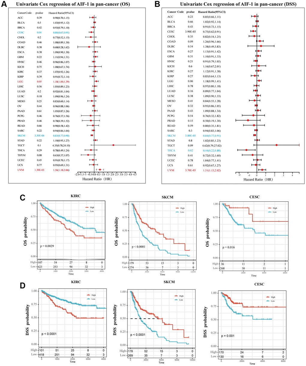 Prognostic analysis of AIF-1 in pan-cancer. (A) The forest plot shows the association between AIF-1 expression and OS by the univariate Cox regression method. (B) The forest plot shows the association between AIF-1 expression and cancer DSS by the univariate Cox regression method. (C) Kaplan-Meier OS curves of AIF-1 in CESC, KIRC, and SKCM. (D) Kaplan-Meier DSS curves of AIF-1 in CESC, KIRC, and SKCM.