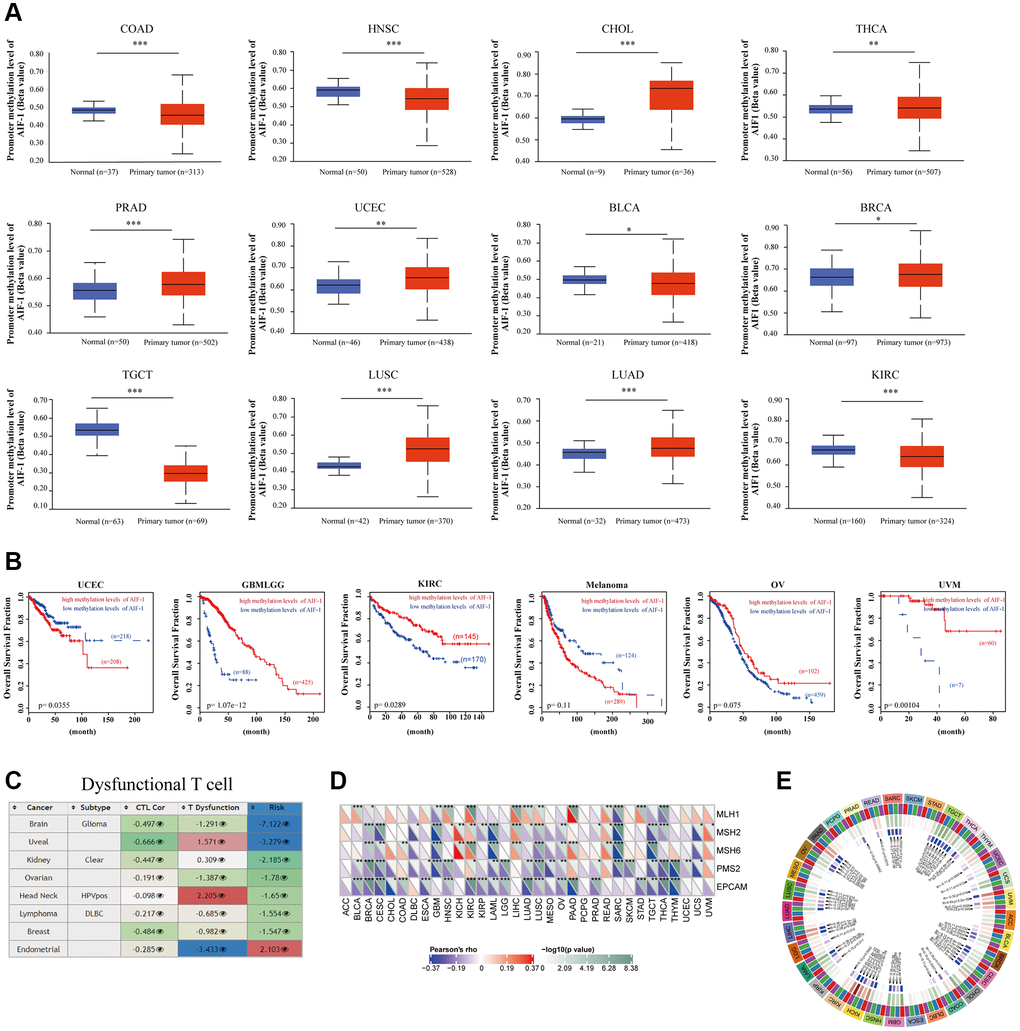 Correlation analysis with methylation profile. (A) Boxplots showing differential AIF-1 methylation levels (beta values) between tumors and adjacent tissues across the TCGA dataset. (B) Kaplan-Meier curves of OS differences between TCGA cancer cohorts with high methylation levels and those with low methylation levels of AIF-1. Only cancers with statistically significant differences between cohorts are presented. (C) Heatmap showing the roles of AIF-1 methylation in cytotoxic T-cell levels (CTLs), dysfunctional T-cell phenotypes, and risk factors in TCGA cancer cohorts. (D) Correlation between AIF-1 expression level and the expression of five MMR genes. The left bottom triangle in each unit denotes the coefficient of association calculated by Pearson’s correlation test. The top right triangle indicates the P value. (E) Correlation between AIF-1 expression level and four methyltransferase genes (DNMT1: red; DNMT2: blue; DNMT3A: green; DNMT3B: purple).