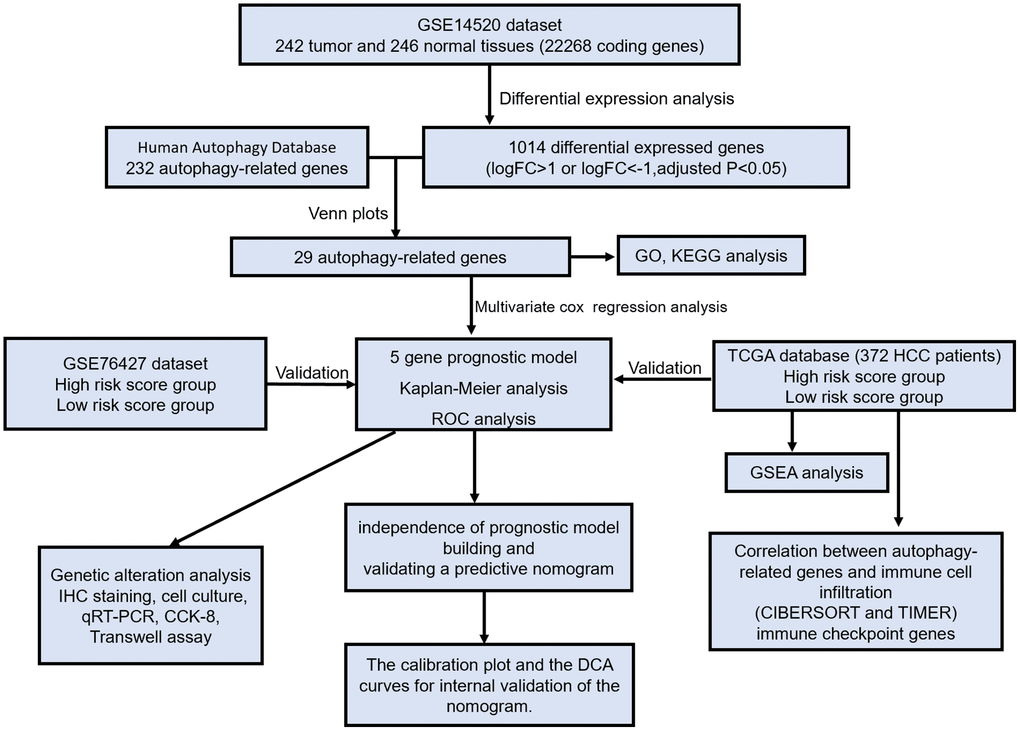 The flow chart exhibited the concise scheme of our study on autophagy-related gene signatures and combined nomogram model for predicting recurrence-free survival of hepatocellular carcinoma patients.
