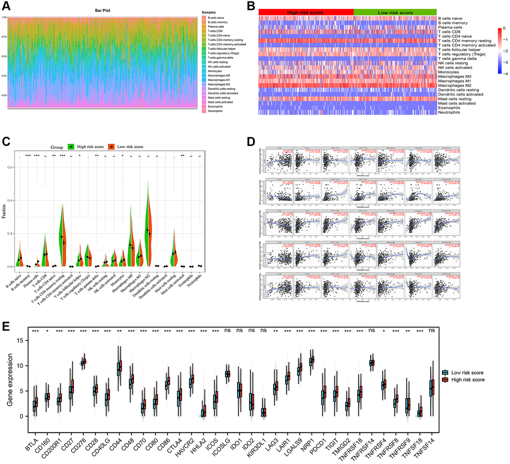 Immune infiltration analysis. (A) Estimation of fractions of immune cells of each tissue, where different colors represented different immune cells. (B) The heatmap showed the infiltration difference of immune cells between the high-risk and low-risk score groups. (C) The comparison of estimated fractions of 22 immune cells between the high-risk and low-risk score groups. (D) Five ARGs were associated with tumor purity or seven important immune cells. (E) Most of immune checkpoint related genes were highly expressed in the high-risk score group.