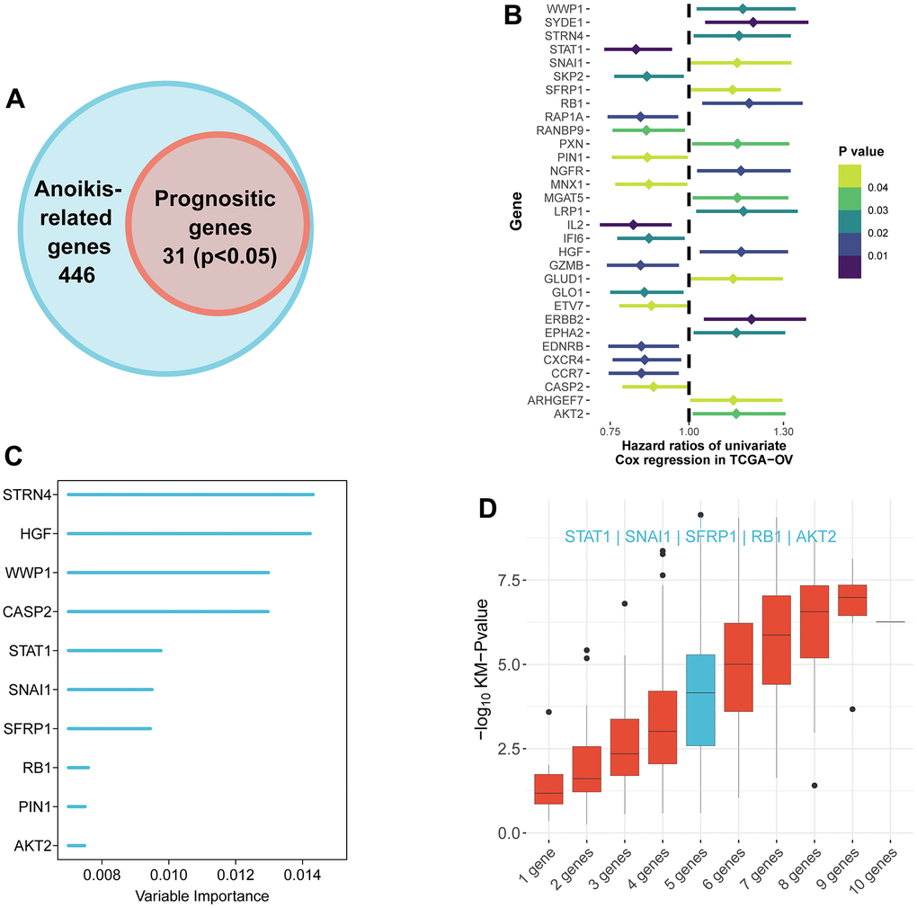 Identification of the candidate anoikis-related genes in the TCGA cohort. (A) Venn diagram to identify anoikis-related genes that were related to OS. (B) Forest plots showing the results of the univariate Cox regression analysis between gene expression and OS. (C) Random survival forest analysis screened 10 genes sorted by importance. (D) After KM analysis of 2^10 ‒1 = 1,023 combinations, the KM p value of all possible signatures were displayed by boxplots. And the signature included five genes that were screened out, for it had a biggest −log10 p value.