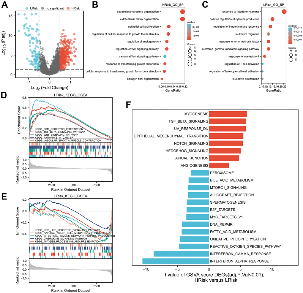 Representative results of pathway analysis. (A) Volcano plot displayed DEGs between the HRrisk and LRisk subgroups (FDR0.5). (B, C) Gene Ontology (GO) enrichment analysis of 322 genes up-regulated in the HRisk group (B) and 101 genes up-regulated in the LRisk group (C). (D, E) GSEA analysis of KEGG gene sets in the HRisk (D) and LRisk (E) subgroups (FDRF) GSVA analysis of hallmark pathways in the TCGA cohort was performed. Differential analysis of GSVA score between HRisk and LRisk group were displayed and FDR