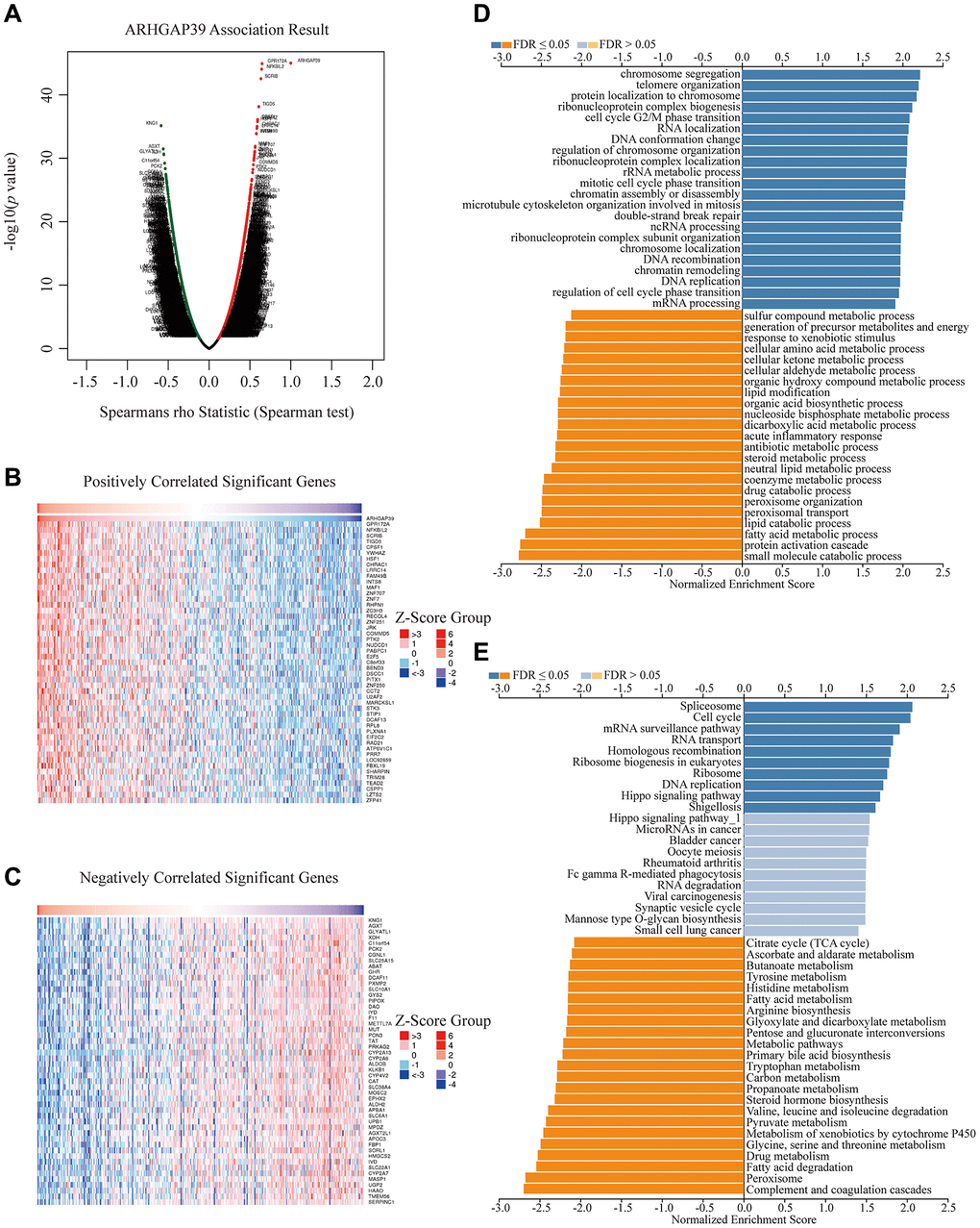 Enrichment analysis of ARHGAP39 functional networks in HCC. (A) A correlation analysis with spearman's rho value (p value 0.05) was used to assess correlations between ARHGAP39 and genes differentially expressed in HCC. (B, C) Heat maps show genes positively and negatively correlated with ARHGAP39 in HCC (Top 50). (D) GO pathway analysis. Dark blue and orange indicate FDR ≤ 0.05, light blue and orange indicate FDR > 0.05 in A. FDR, false discovery rate. (E) KEGG pathway analysis. Dark blue and orange indicate FDR ≤ 0.05, light blue and orange indicate FDR > 0.05 in. FDR q-val: false discovery rate.