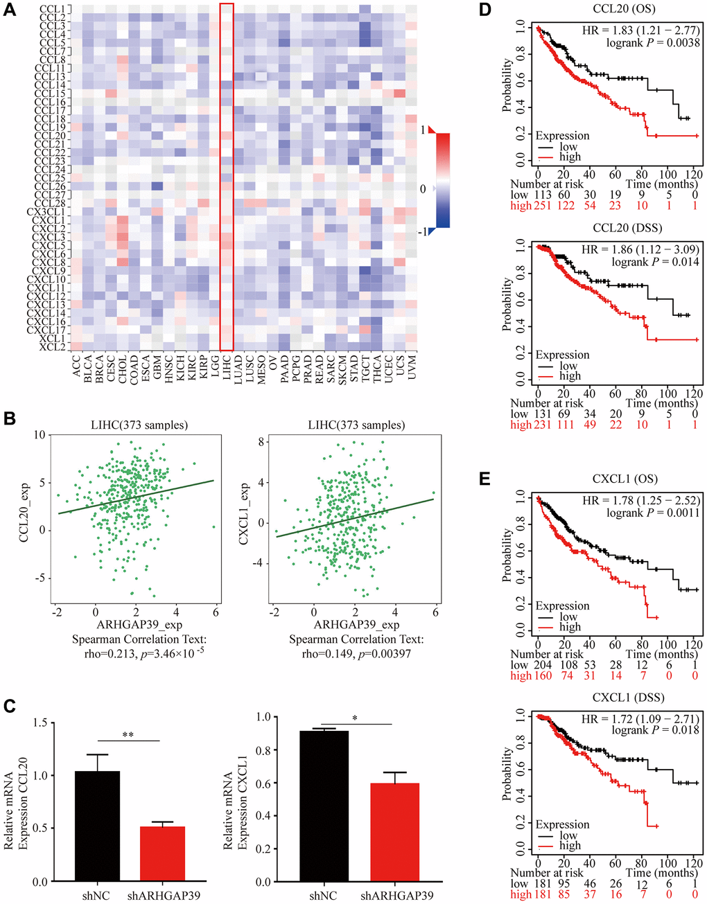 Correlations between ARHGAP39 expression and HCC-related chemokines. (A) The association between ARHGAP39 and LIHC-related chemokines. (B) The scatter diagram showed the correlation between ARHGAP39 and CCL20/CXCL1. (C) CCL20/CXCL1 relative mRNA expression in shNC and shARHGAP39. (D) OS and DSS of CCL20. (E) OS and DSS of CXCL1.