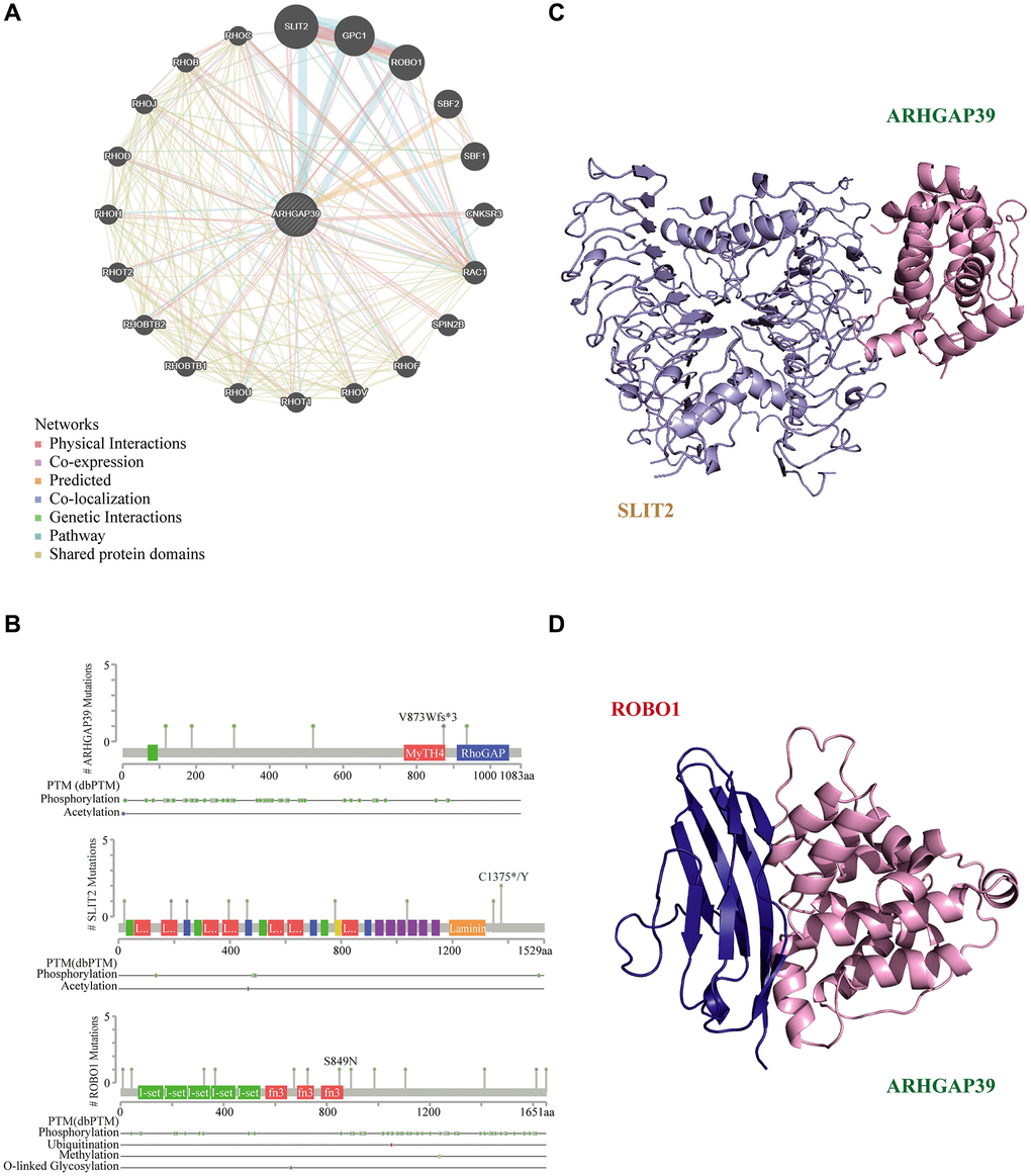 Molecular docking analysis. (A) ARHGAP39 interconnection network built by GeneMANIA; (B) Protein secondary structure of ARHGAP39, SLIT2, and ROBO1. (C) The structure of ARHGAP39 and SLIT2 combined from the perspective of cartoon. (D) The structure of ARHGAP39 and ROBO1 combined from the perspective of cartoon.