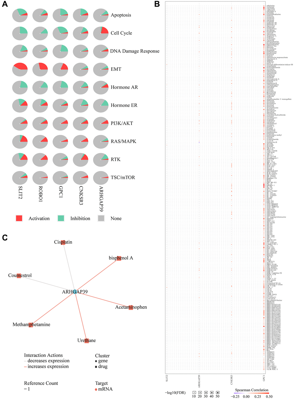 Drug susceptibility analysis associated with ARHGAP39. (A) Pathway analyses were studied by GSCA Lite website. (B) We used the GSCA Lite website to display drug susceptibility with five genes (C) Interacting chemicals of ARHGAP39 from CTD.