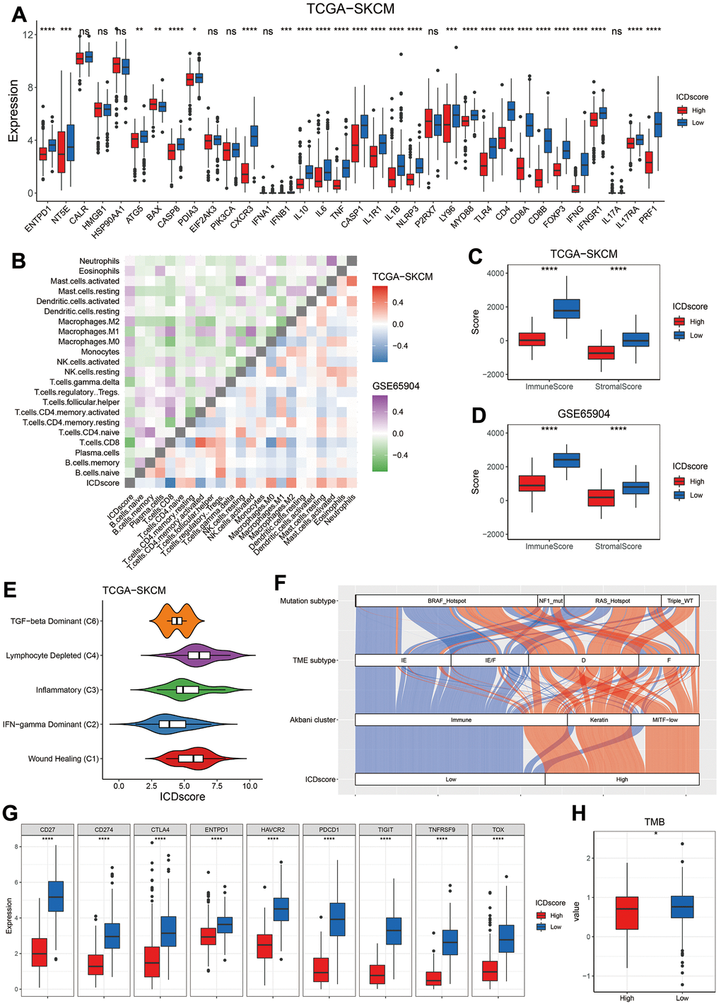 Immune profile of ICDscore-based classification. (A) Gene expression comparison of 34 ICD related genes between ICDscore-high and ICDscore-low subgroups in the TCGA-SKCM cohort. (B) Correlation analyses between ICDscore and infiltration level of 22 immune cells in the TCGA-SKCM and GSE65904 datasets. (C, D) Comparison of immunescore (C) and stromalscore (D) between ICDscore-high and ICDscore-low subgroups in the TCGA-SKCM and GSE65904 datasets. (E) Box plot showing a difference in the value of ICDscore across the five subtypes for melanoma patients in the TCGA