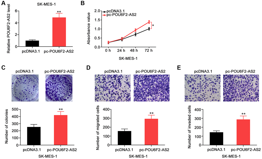 POU6F2-AS2 upregulation promotes the aggressiveness of NSCLC cells. (A) The transfection efficiency of pc-POU6F2-AS2 in SK-MES-1 cells. **P B and C) The proliferation and colony formation of POU6F2-AS2-overexpressed SK-MES-1 cells. *P **P D and E) The motility of SK-MES-1 cells after POU6F2-AS2 upregulation. **P 