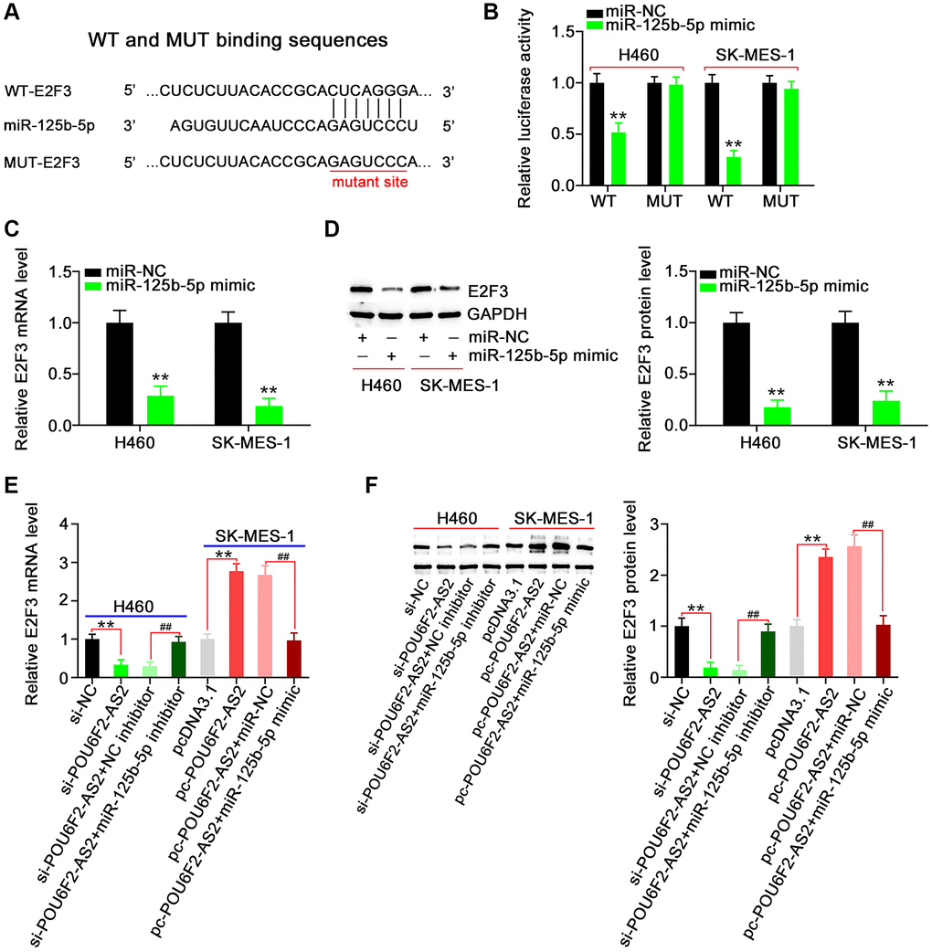 E2F3, a target of miR-125b-5p, is controlled by POU6F2-AS2 in NSCLC cells. (A) miR-125b-5p possessed binding sequences within E2F3. (B) Luciferase activity induced by WT-E2F3 or MUT-E2F3 was examined in NSCLC after miR-125b-5p upregulation. **P C and D) MTDH mRNA and protein levels in miR-125b-5p overexpressed-NSCLC cells. **P E and F) H460 cells were transfected with si-NC, si-POU6F2-AS2, si-POU6F2-AS2+NC inhibitor, or si-POU6F2-AS2+miR-125b-5p inhibitor. SK-MES-1 cells were transfected with pcDNA3.1, pc-POU6F2-AS2, pc-POU6F2-AS2+miR-NC, or pc-POU6F2-AS2+miR-125b-5p mimic. After transfection, the quantification of E2F3 levels was conducted. **P ##P 