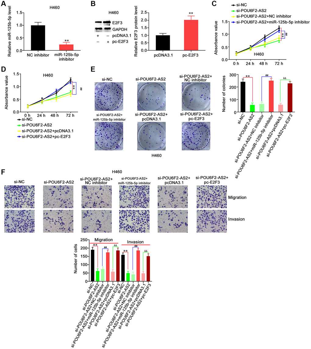 miR-125b-5p inhibition or E2F3 upregulation reverses the repressing effects of si-POU6F2-AS2 in NSCLC cells. (A) The interference efficiency of miR-125b-5p inhibitor in H460 cells. **P B) The transfection efficiency of pc-E2F3 in H460 cells by western blotting. **P C–E) H460 cells were transfected with si-NC, si-POU6F2-AS2, si-POU6F2-AS2+NC inhibitor, si-POU6F2-AS2+miR-125b-5p inhibitor, si-POU6F2-AS2+pcDNA3.1, or si-POU6F2-AS2+pc-E2F3. The capacities of proliferative and colony formation were, respectively, measured by CCK-8 and colony formation assays. (F) Transwell migration and invasion assays of the motility of H460 cells treated as abovementioned. **P ##P &&P 