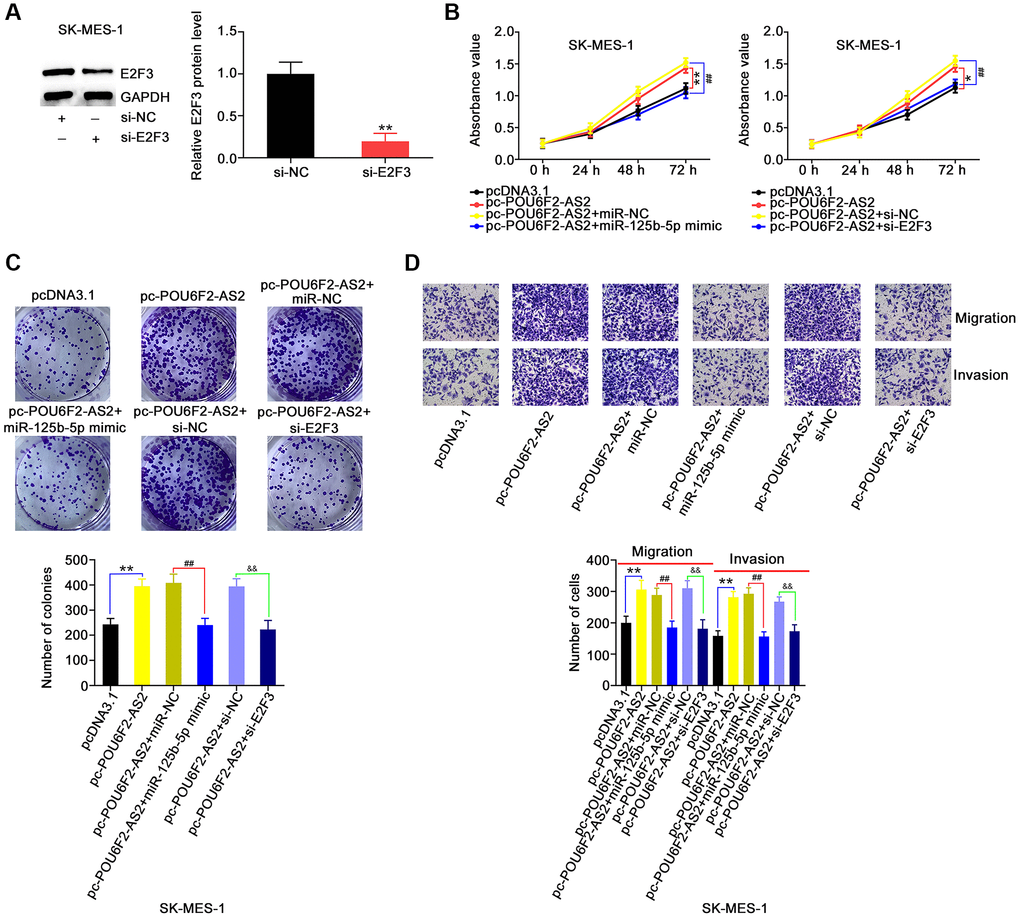 miR-125b-5p overexpression or E2F3 knockdown counteracts the actions triggered by pc-POU6F2-AS2 in NSCLC cells. (A) E2F3 level in SK-MES-1 cells after pc-E2F3 or pcDNA3.1 transfection. **P B and C) POU6F2-AS2-overexpressed SK-MES-1 cells were treated with miR-125b-5p mimic or pc-E2F3. The assessment of cell proliferation and colony formation was implemented applying CCK-8 and colony formation assays, respectively. *P **P ##P D) Transwell migration and invasion assays were operated to measure cell motility in abovementioned cells. **P ##P &&P 