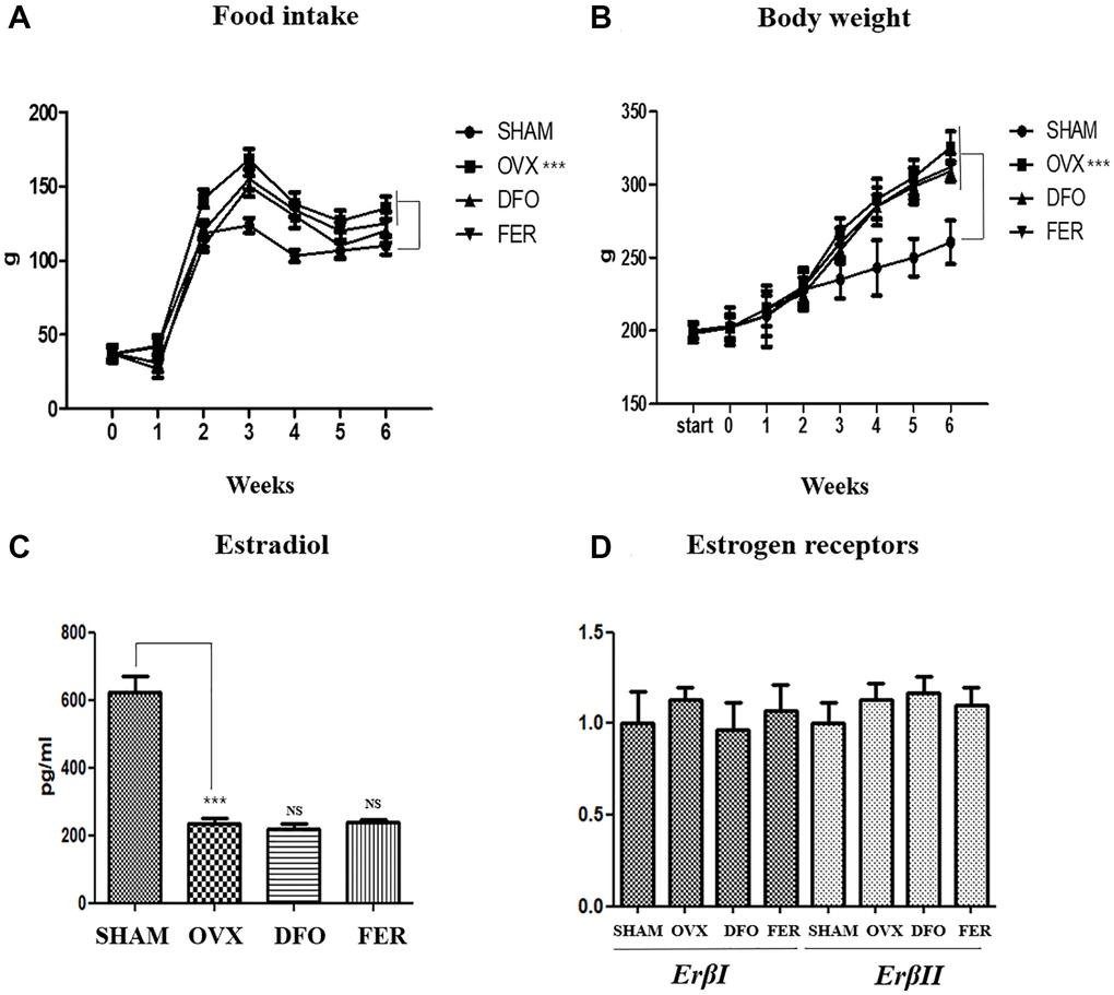Food intake, body weight, and sex hormone change. Food intake (A) and body weight (B) in each of the four groups. Food intake and body weight increased in the OVX group compared with the SHAM group, but there was no difference in the DFO and FER groups compared with the OVX group. (C) The level of serum estradiol concentration in each of the four groups. The serum estradiol levels were lower in the OVX group than in the SHAM group. Neither DFO nor FER treatment affected the serum estradiol level. (D) Quantitative real-time PCR analysis of ErβI and ErβII gene expression in the submandibular gland. The expression of ErβI and ErβII did not differ between the groups. Two-way ANOVA was performed. ***p 