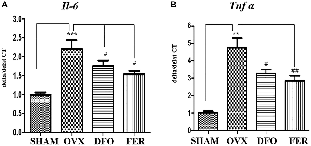 Inflammatory cytokine secretion in the submandibular gland. Quantitative real-time PCR analysis of Il-6 (A) and Tnf-α (B) gene expression in the submandibular gland. The expression levels of Il-6 and Tnf-α mRNA were increased in the OVX group and decreased in the DFO and FER groups. Two-way ANOVA was performed. **p ***p #p ##p 