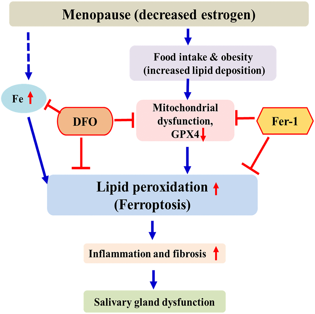 Schematic diagram of postmenopausal salivary gland dysfunction in ovariectomized rats. After menopause, iron and lipids accumulate in the salivary glands and GPX4 activity decreases. This promotes lipid peroxidation and induces ferroptosis. DFO and FER inhibit the ferroptosis pathway, thus reducing salivary gland dysfunction.