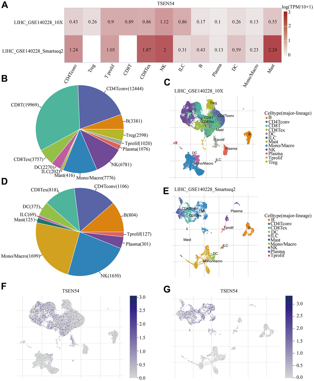 Expression of TSEN54 in HCC at the single cell level. (A) Heatmap reveals the expression level of TSEN54 in a variety of immune cells on LIHC