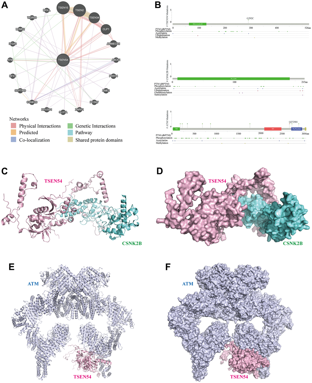 Analysis of the interaction network and docking structures of TSEN54. (A) Interaction network of TSEN54 with other genes (GeneMANIA). The different colored lines represent different linkage information. (B) Protein secondary structures of TSEN54, CSNK2B and ATM. (C–F) Cartoon view and Surface view of the overall conformation of TSEN54 combined with CSNK2B or ATM. TSEN54 is colored in light pink, CSNK2B is colored in aquamarine, and ATM is colored in blue-white.