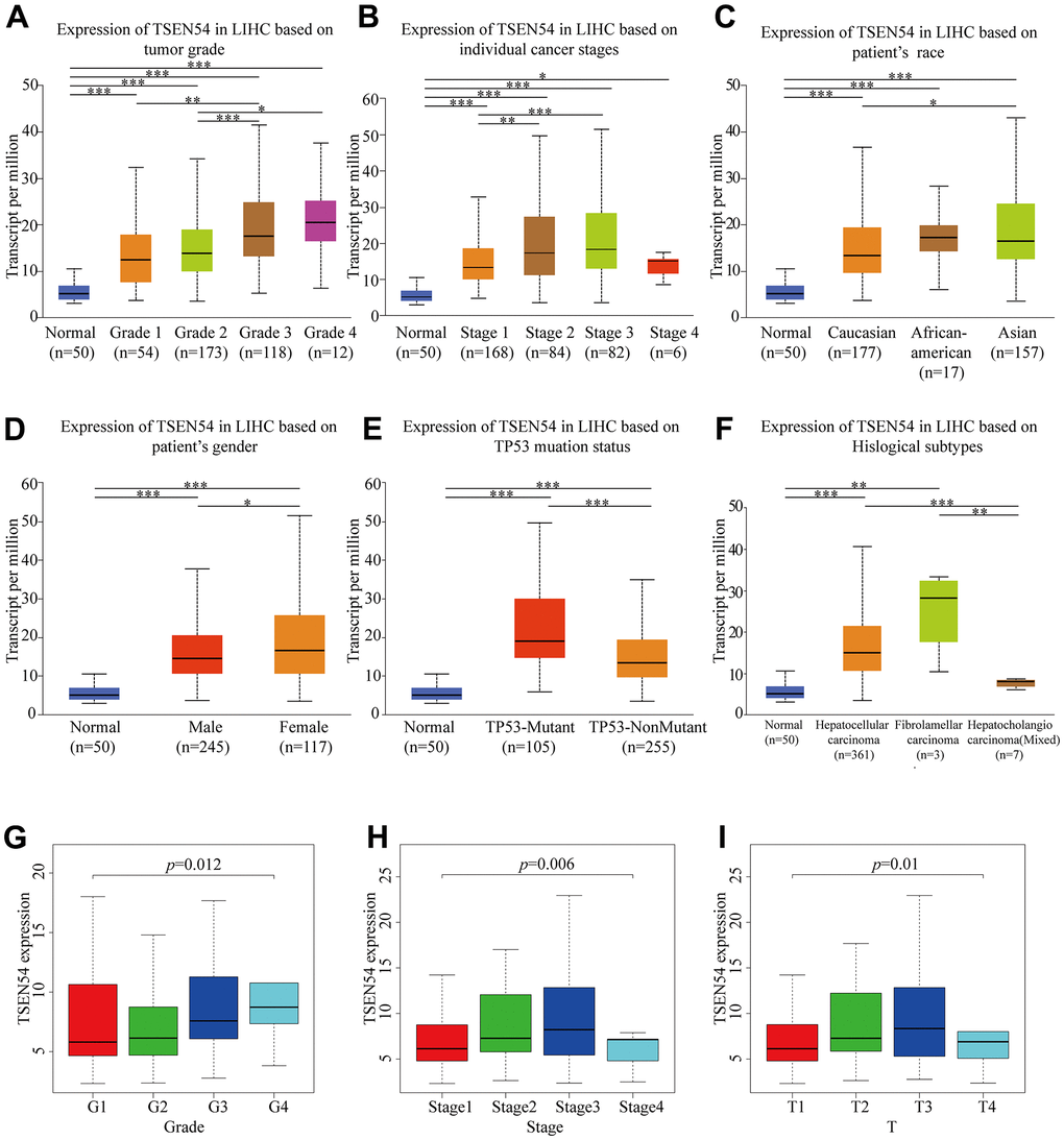 TSEN54 expression is associated with multiple clinicopathological features. Box-whisker plots reveal the variability of gene expression level ground on subgroup (A) tumor grade; (B) individual cancer stages; (C) patient’s race; (D) patient’s gender; (E) TP53 mutation status; (F) histological subtypes. The relationship between TSEN54 expression and (G) grade; (H) stage; (I) T stage in HCC according to data from the TCGA database. (*, p p p 