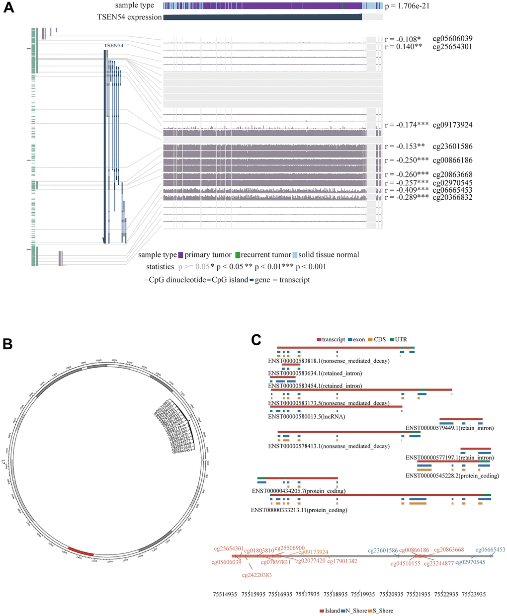 Distribution of CpG sites on TSEN54. (A) Correlation between TSEN54 expression and methylation of the CpG sites. (B) Distribution of TSEN54 methylation probes on chromosome. (C) Location of CpG sites associated with TSEN54.