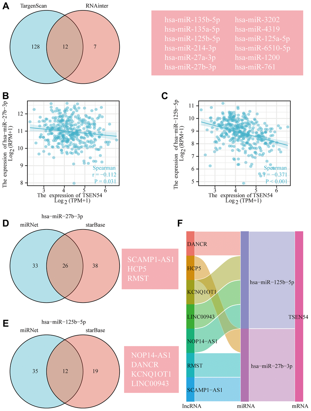 The predicted ceRNA network of TSEN54 in HCC. (A) The Venn diagram demonstrates the miRNAs targeting TSEN54 predicted by TargetScan and RNAinter databases. The correlation scatter plots reveal the expression relevance of TSEN54 with (B) hsa-miR-27b-3p and (C) hsa-miR-125b-5p. Venn diagram illustrates the prediction of lncRNAs targeting (D) hsa-miR-27b-3p and (E) hsa-miR-125b-5p through miRNet and starBase tools. (F) Sankey diagram presents the ceRNA network of TSEN54 in HCC.
