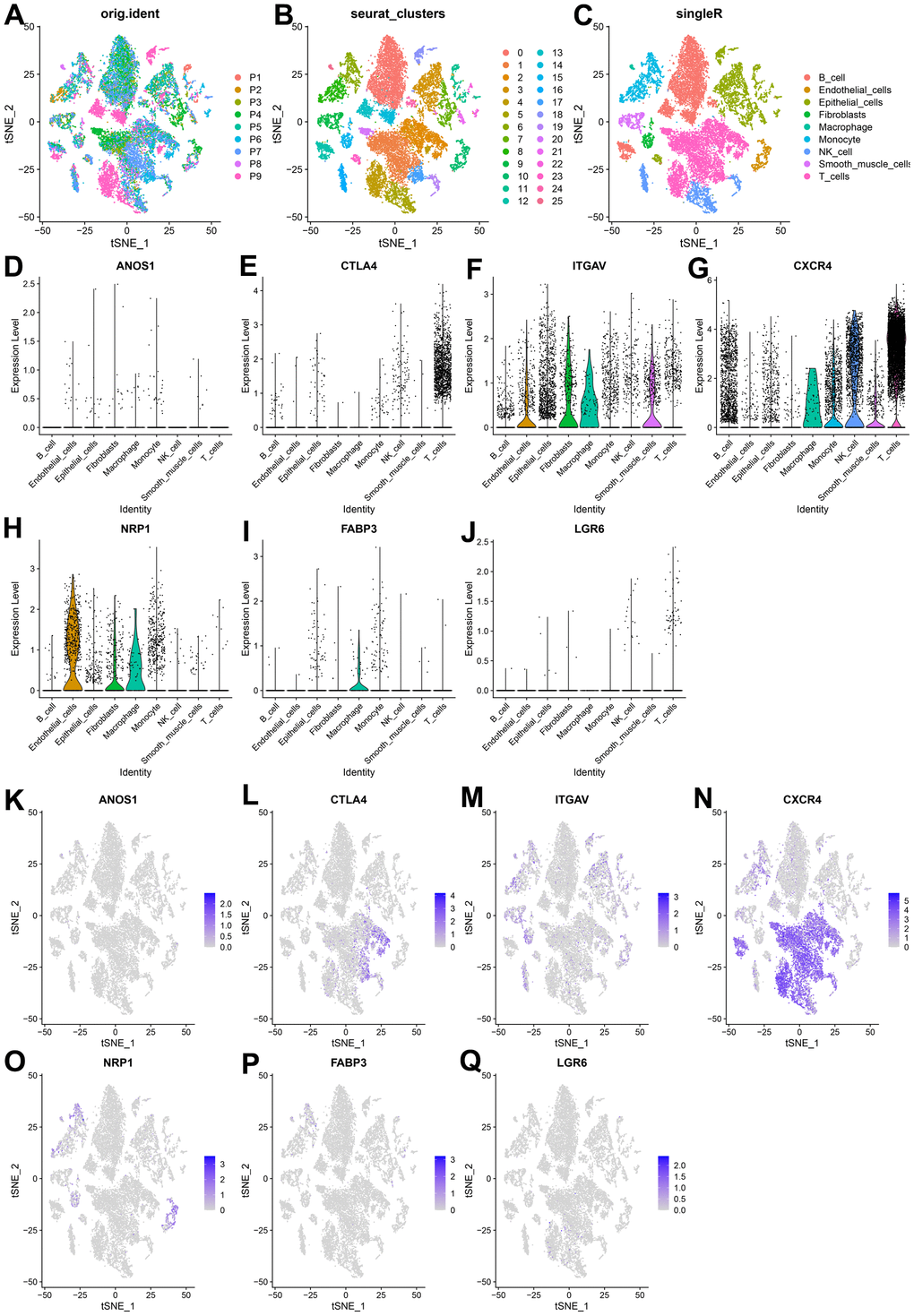 Expression of CRIGs ANOS1, CTLA4, ITGAV, CXCR4, NRP1, FABP3 and LGR6 in GC single cells. (A) Cell t-SNE distribution among different samples. (B) T-SNE distribution of 25 independent cell clusters. (C) T-SNE distribution of cell types after SingleR annotation. (D–J) Violin plots of ANOS1, CTLA4, ITGAV, CXCR4, NRP1, FABP3 and LGR6 abundance in GC at Single Cell Level. (K–Q) The t-SNE distribution of ANOS1, CTLA4, ITGAV, CXCR4, NRP1, FABP3 and LGR6 abundance in GC at Single Cell Level.