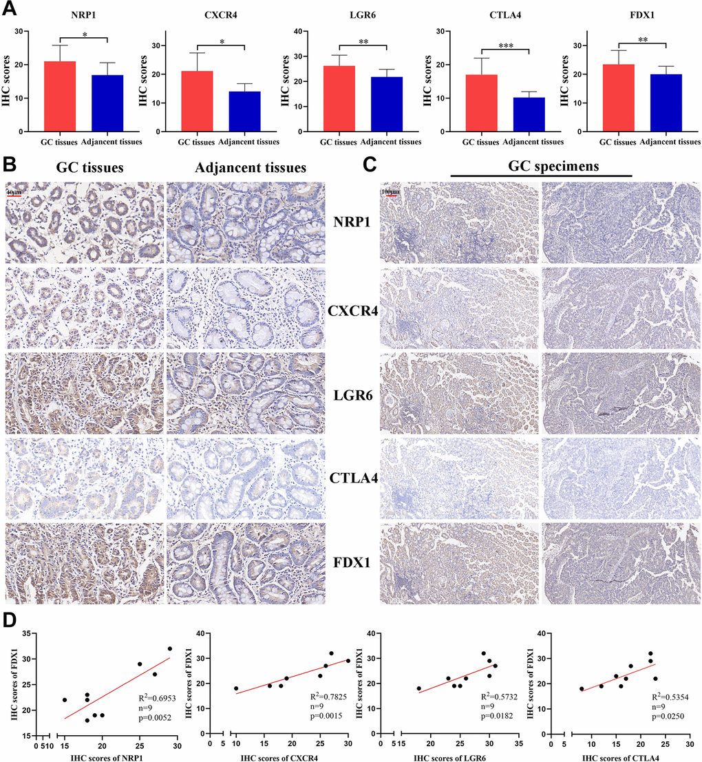 The expression of 4 CRIGs and FDX1 in GC. (A) The IHC scores of NRP1, CXCR4, LGR6, CTLA4, and FDX1 in GC tissues and adjacent normal tissues. (B) The representative IHC images of NRP1, CXCR4, LGR6, CTLA4, and FDX1 in GC tissues and adjacent normal tissues (scale bar: 40 μm). (C) The representative IHC images of NRP1, CXCR4, LGR6, CTLA4, and FDX1 in the same GC tissues (scale bar: 100 μm). (D) The correlation between NRP1, CXCR4, LGR6, CTLA4 and FDX1 in the GC tissues. Data represent the mean ± SD. Student’s t-test was used to determine statistical significance: *p p p 